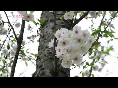 五色山公園