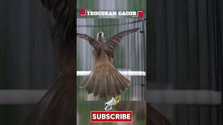 Download lagu Masteran Trucukan Gacor ROPEL PANJANG Ampuh Untuk Pancingan Trucuk Agar Cepat Menaikkan GACOR 116 mp3