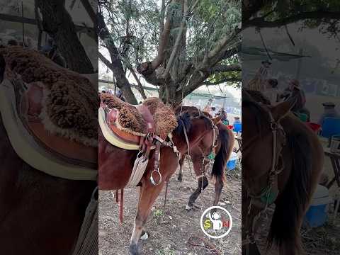 Así son las fiestas camperas en Villa Berthet, predio las golondrinas  #Festival  #losamigos
