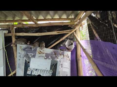 Saptarshi-Farm-Video-2