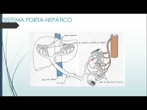 circulao fetal e portal