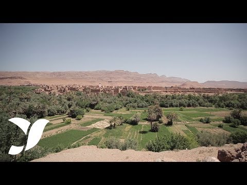 Plus de 450 variétés de dattes Plus de 450 variétés de dattes