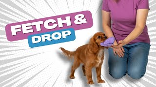 How to Teach a Puppy to Drop It (How to Teach a Dog to Play Fetch Made Easy!)