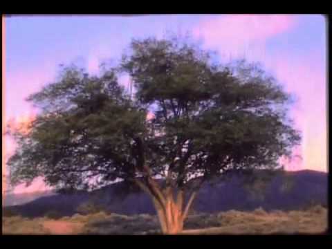 Woodsman - When The Morning Comes (Official Music Video)