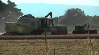 preview picture of video '2014.07.26. Aratás - Harvest - 2x CLAAS Mega 360 & C600 + Zetor 16145 & HW 60.11 + Mtz-80 & HW 60.11'