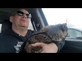 NAWTY Girl Raccoon FARTED