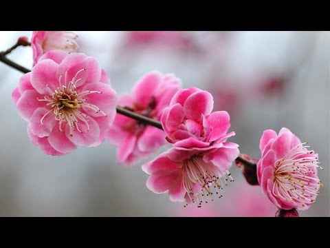Chopin - Spring Waltz -