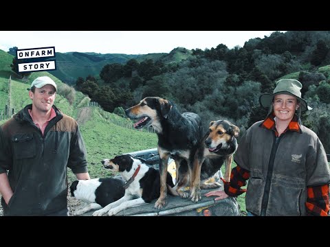 Ex Journalist Becomes a Shepherd – Taihape Sheep and Beef Farm | On Farm Story
