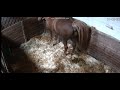 Horse Poop 2