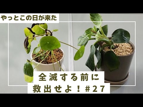 ピレア・ペペロミオイデスから挿し木をする方法は？簡単3つの方法！  庭園