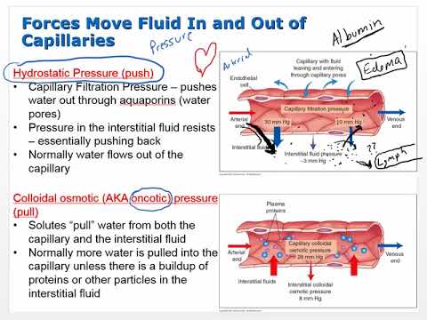 Ch 5 Lecture Video   Electrolytes Acids and Bases