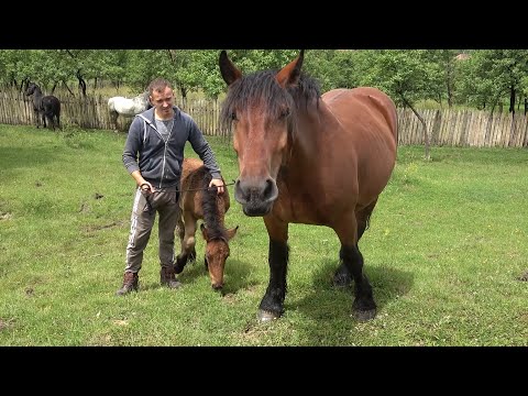 Caii lui Razvan de la Ocolisu Mic, Hunedoara - 2020 Nou!!!