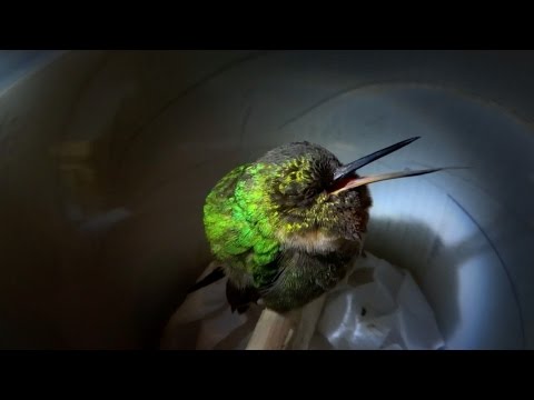 Snoring Hummingbird