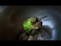 Snoring Hummingbird - Super Cute Animals: Preview.