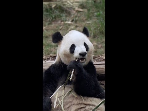 Meet the two giant pandas heading to Atlanta from China
