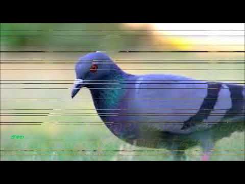 අත රන්වන් පරවියනේ තුඩ රන්වන් පරවියනේ ගායනය නීලා වික්‍රමසිංහයන් සමඟින් සෝමරත්න පෙරේරා