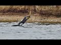 Cormorant Eating An Eel