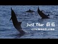 Space「Just Blue 蔚藍」♪ღ CCTV《動物世界》片頭曲