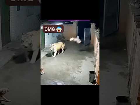 Cat 🐈 attack #shorts #tiger #cat #ytshorts