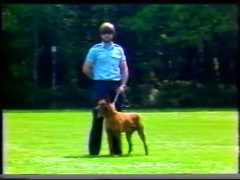 , title : 'Philips Bedrijfsbeveiliging Hondenkampioenschap 1982 DEEL 1'