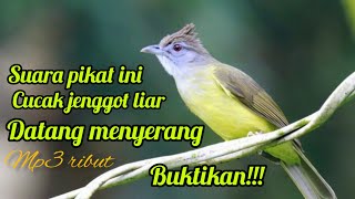 Download lagu SUARA PIKAT DAN MASTERAN BURUNG CUCAK JENGGOT ALAM LIAR RIBUT MP3 mp3 Download lagu SUARA PIKAT DAN MASTERAN BURUNG CUCAK JENGGOT ALAM LIAR RIBUT MP3 mp3