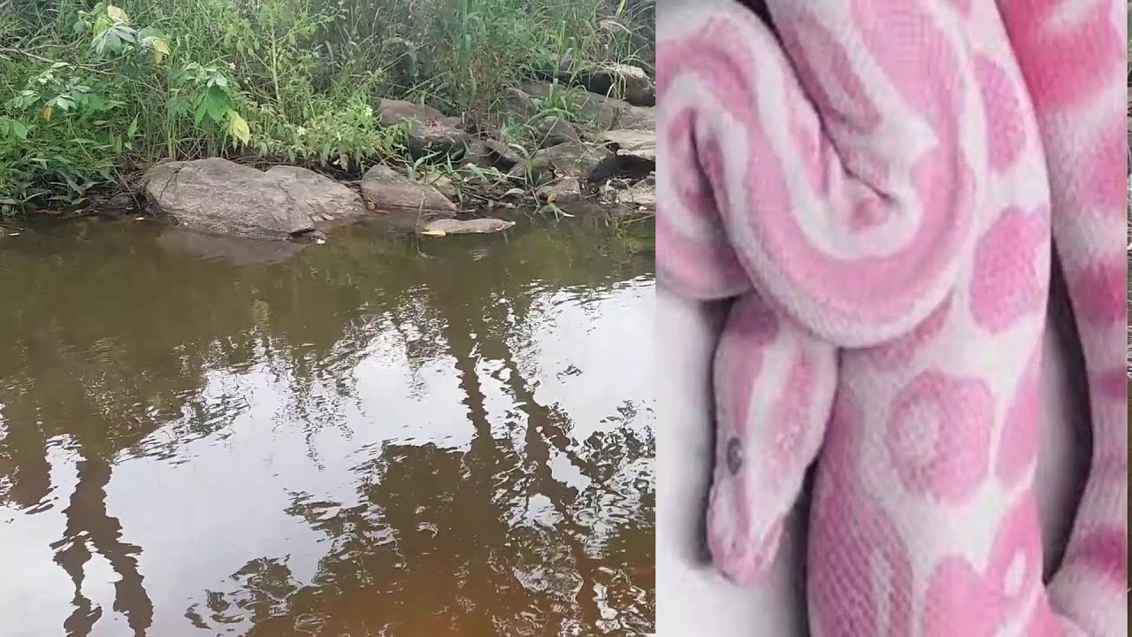 SONHAR COM COBRA ROSA SIGNIFICADO DETALHADO DE VER COBRA ROSA E ROSA CLARA NO SONHO