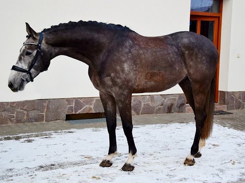 **130 JUMPER**BALOU, 2013, gelding, holsteiner, by Baloubet du Rouet x Quidam de Revel