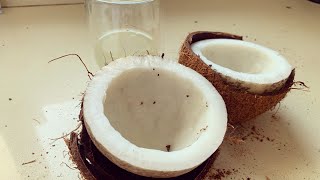 פודיק: איך פותחים קוקוס 🥥 בבית בקלי קלות - How to crack open a Coconut - איך לפתוח קוקוס - Foodik