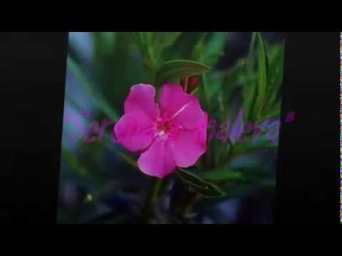 "Serenata Maleva" Canaro con Charlo