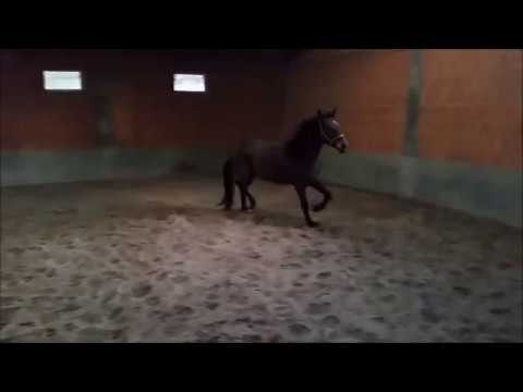 3j. Stute von Don Frederic/ Angard/ Pygmalion