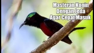 Download lagu Masteran Kolibri Jernih Dengan Jeda Agar Cepat Masuk mp3