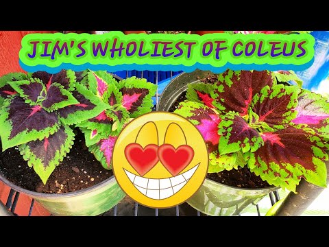 , title : 'A Most Fabulous Coleus Collection + Easy Care Growth tips!!'