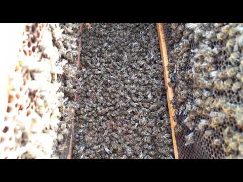 Probleme la iernarea albinelor in stupi ME 23.12.1018
