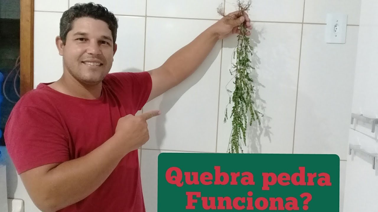 COMO FAZER CHÁ DE QUEBRA PEDRA
