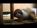 Very Angry Cat