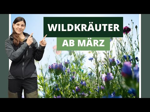 Wildkräuter-Wanderung: Essbare Pflanzen im März erkennen