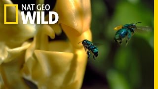 An Orchid’s Trap | Wings of Life