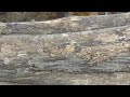 Bangkrut Sawmill Alami Kerugian Gara Gara Kayu Jati Panjang Ini Woodworking