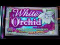 $100 BET HUGE WIN WHITE ORCHID FREE SPINS - HARD ROCK TAMPA HIGH LIMIT 25cents Denom