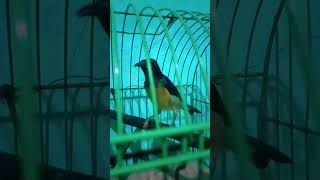 Download lagu absen pecinta kolibri kelapa / korlap/manggar/wiceh #shorts #kolibrikelapa #hummingbird #korlapgacor mp3
