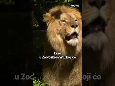 Ženku Tajri napao je mladi mužjak Uganda i usmrtio je. Mooolim!?