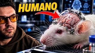 Cientistas fizeram um cérebro HUMANO crescer dentro de um rato?