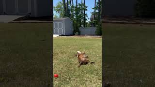 Video preview image #1 Mutt Puppy For Sale in Holly Springs, NC, USA