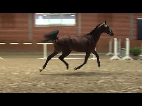 29. Mecklenburger Körtage - Kat.Nr. 45 Hengst v. Canturano