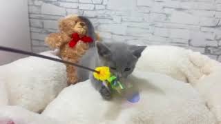 ロシアンブルーの動画01