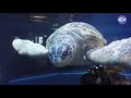 Myrtle The Turtle New England Aquarium