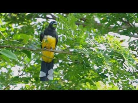 Trogon melanocephalus