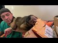 Capuchin Monkey Fan Mail! Happy Birthday! Part 1