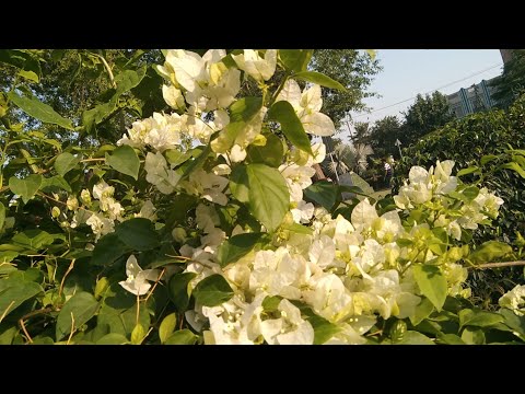 Beautiful flower video  the most beautiful flower content worlds flower #mostbeautifulflowers #2023
