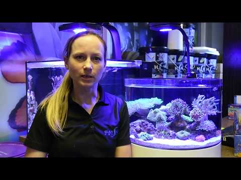 IM Concept Atoll 12-gallon Display Tank